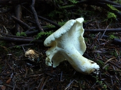 Albatrellus avellaneus