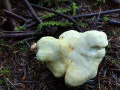 Albatrellus avellaneus