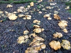 Albatrellus avellaneus