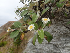 Pachystegia insignis