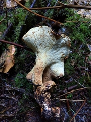 Albatrellus avellaneus