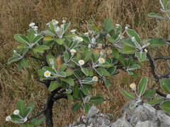 Pachystegia insignis