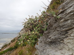 Pachystegia insignis