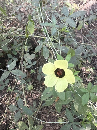 Hibiscus caesius