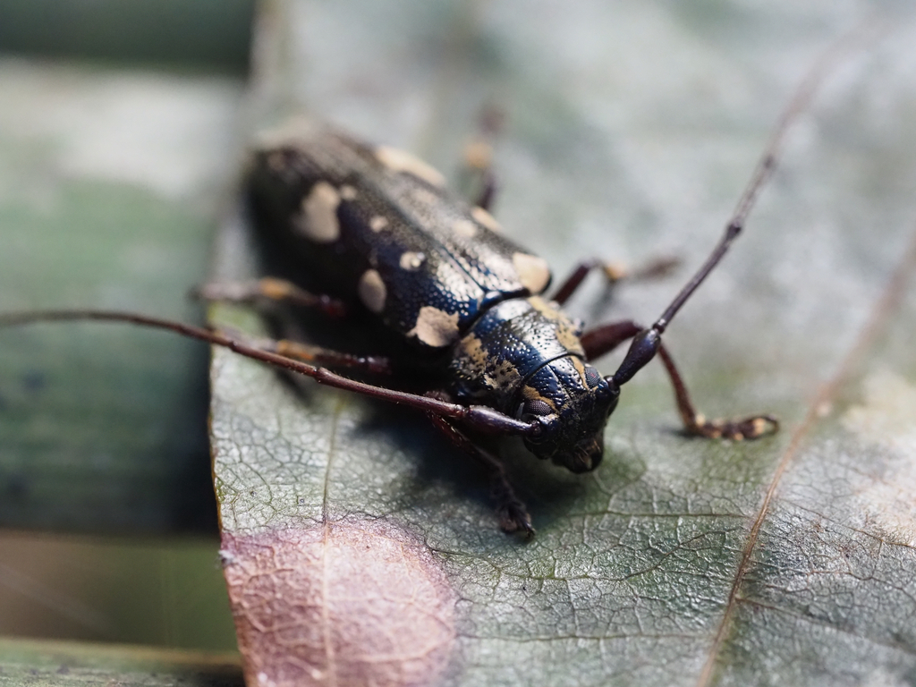 Heteroclytomorpha