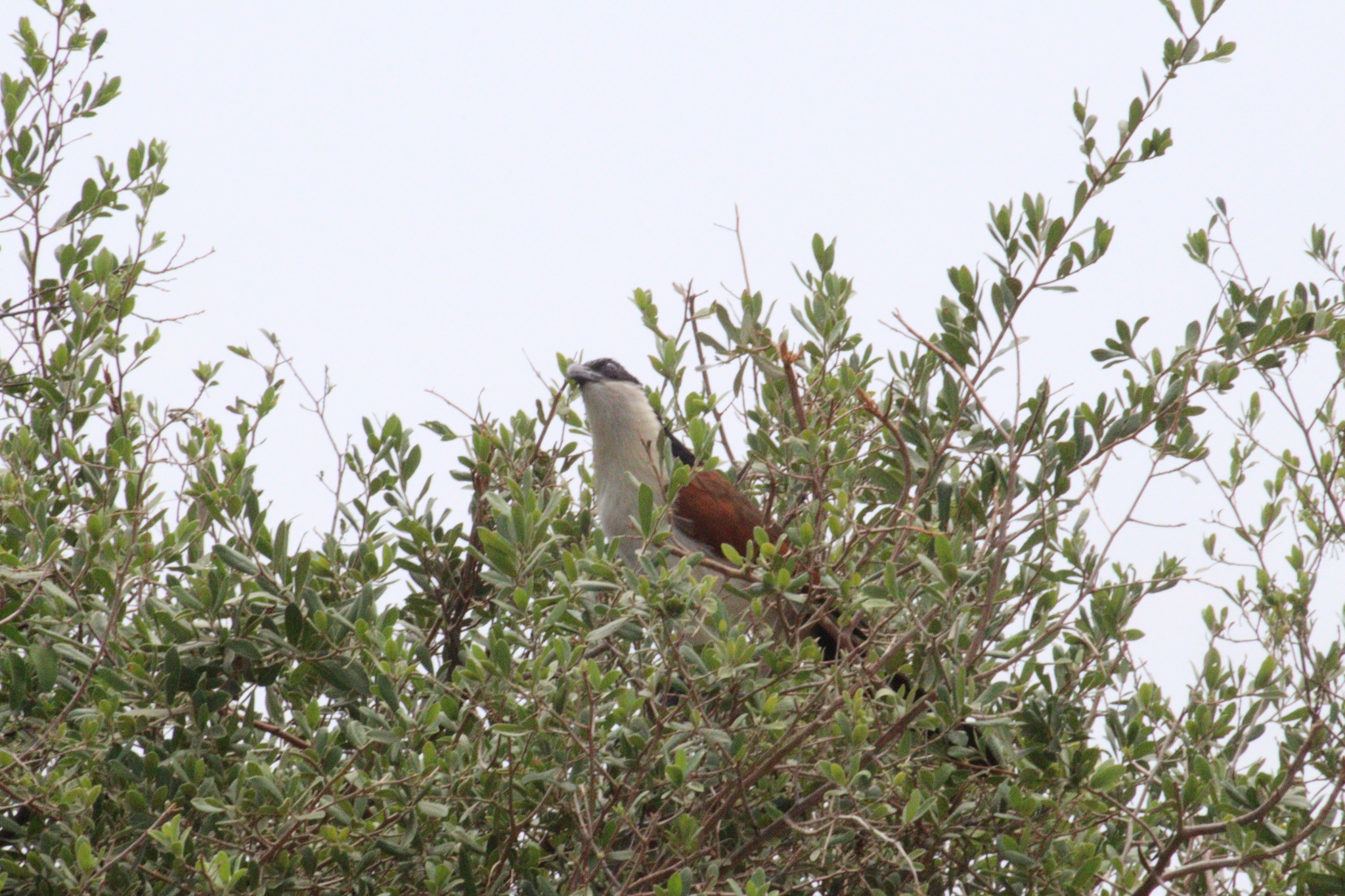 Coppery-tailed Coucal (Centropus cupreicaudus), photo 2