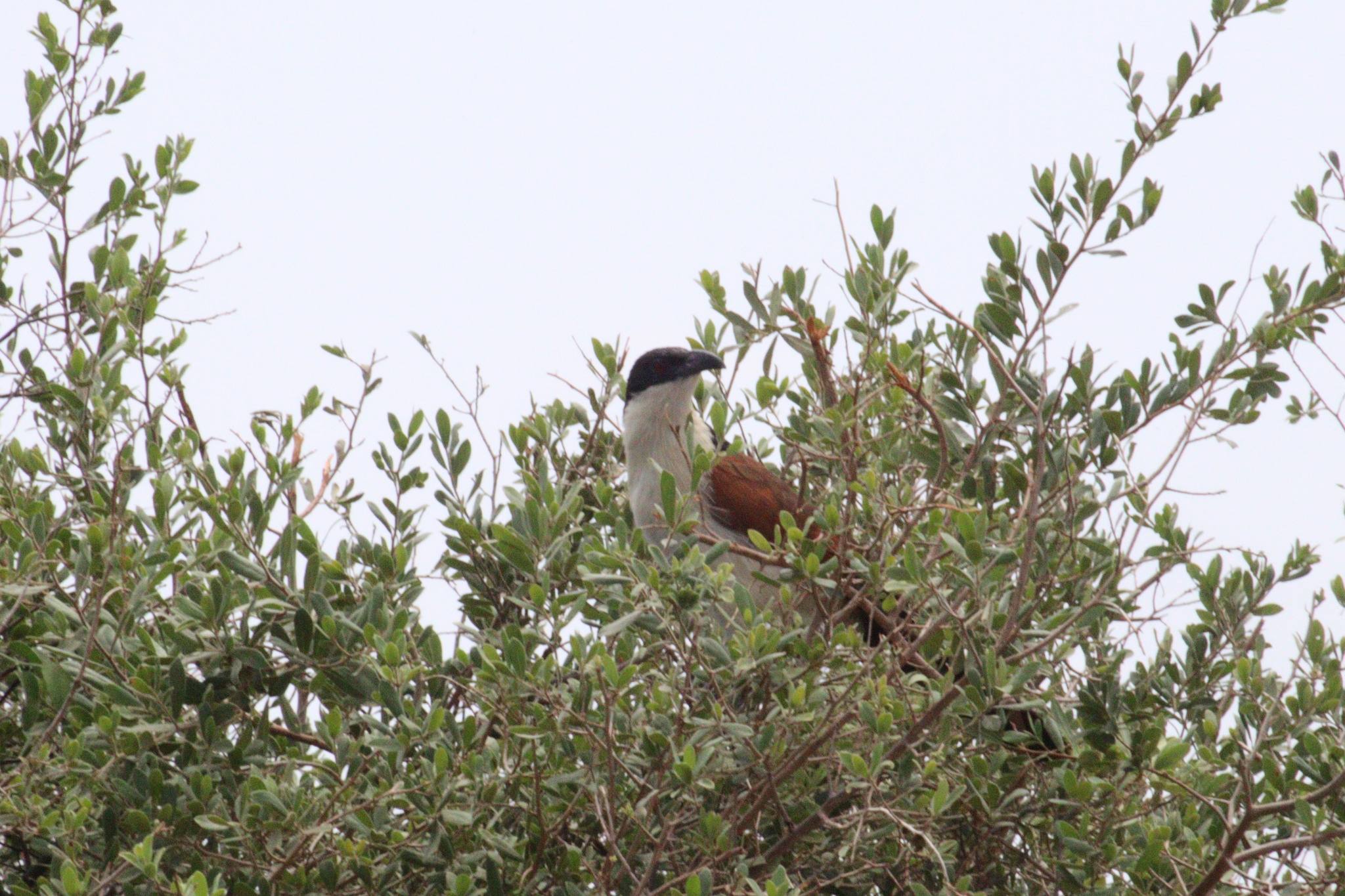 Coppery-tailed Coucal (Centropus cupreicaudus), photo 3