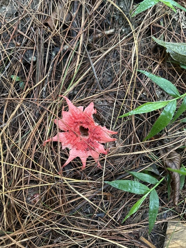 anemone stinkhorn fungus