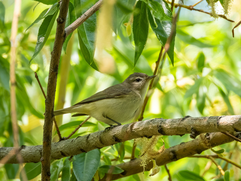 Western Warbling Vireo