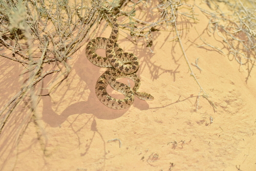 Clifford's Diadem Snake