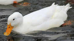 Anas platyrhynchos domesticus