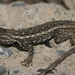 Bell's Spiny Lizard - Photo (c) Michael Price, some rights reserved (CC BY-NC-ND), uploaded by Michael Price