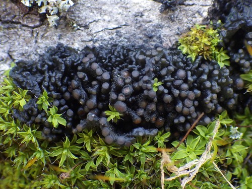 Gabura fascicularis