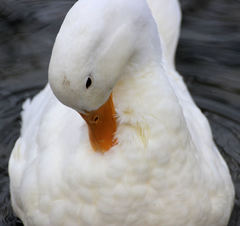 Anas platyrhynchos domesticus