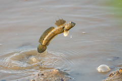 Blue Spotted Mudskipper photo 5