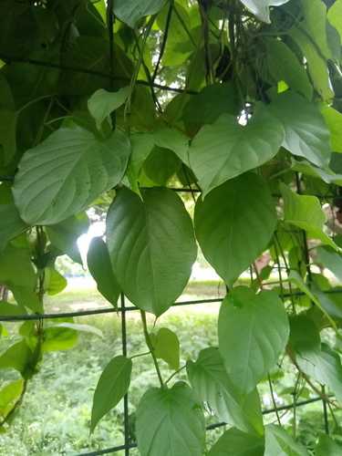 Brazilian Sewervine (Paederia brasiliensis)