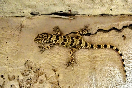 Caspian Bent-toed Gecko