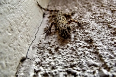 Tenuidactylus caspius