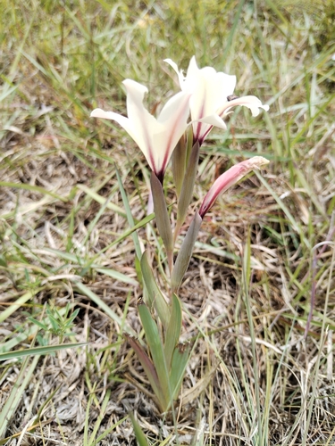 Grand Swordlily (Gladiolus grandiflorus)