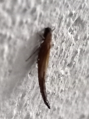 Lymexylidae