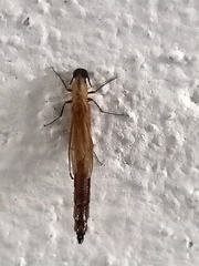 Lymexylidae