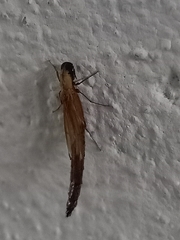 Lymexylidae
