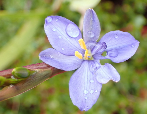Forest Capeblue (Aristea ensifolia)