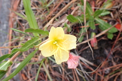 Oenothera indecora, photograph (c) Nicola van Berkel, some rights reserved (CC BY-SA)