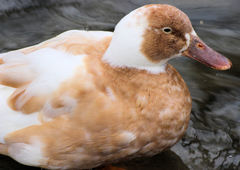 Anas platyrhynchos domesticus