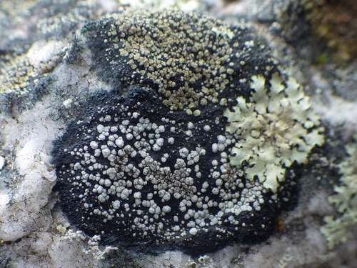 Rinodina aspersa
