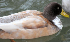 Anas platyrhynchos domesticus