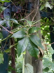 Passiflora cincinnata
