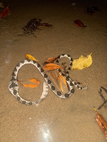 Elegant Sea Snake sighting