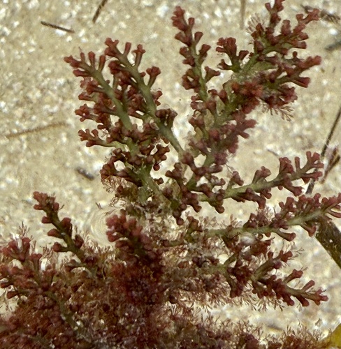Laurencia dendroidea observed 2025-11-04