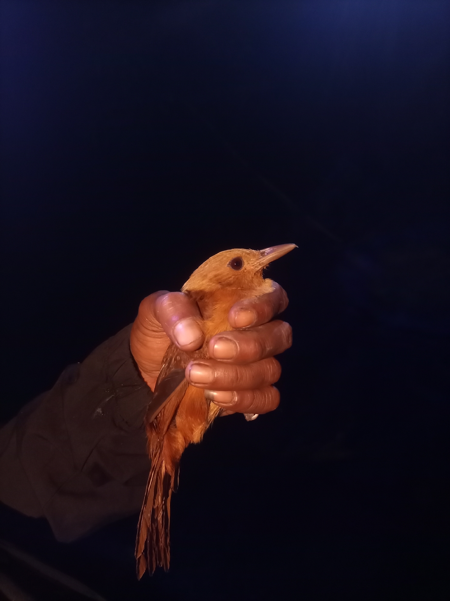Northern Variable Pitohui (Pitohui kirhocephalus), photo 1