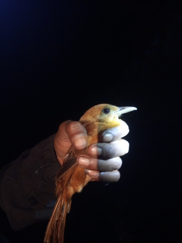 Northern Variable Pitohui (Pitohui kirhocephalus), photo 2