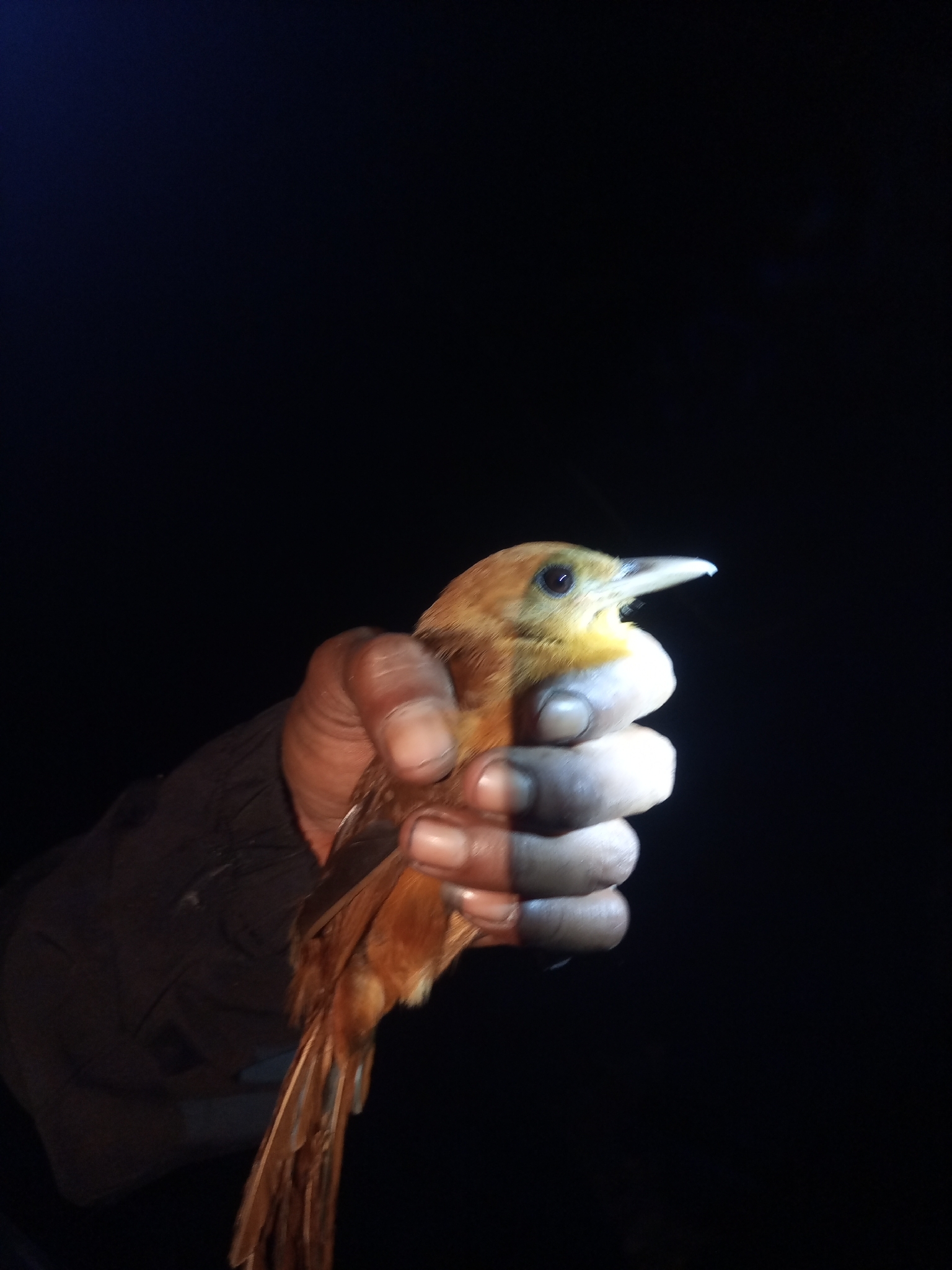 Northern Variable Pitohui (Pitohui kirhocephalus), photo 2