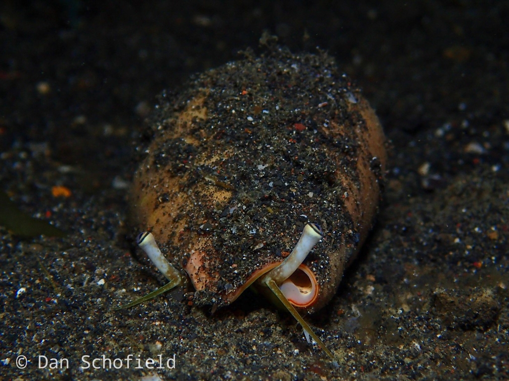 Red Mouthed Stromb
