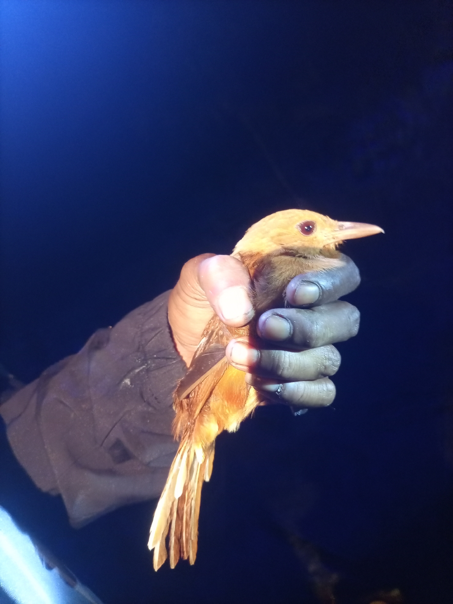 Northern Variable Pitohui (Pitohui kirhocephalus), photo 3