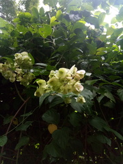 Mascagnia divaricata