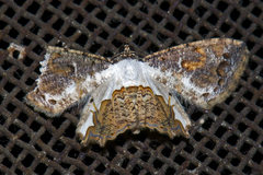 Europlema