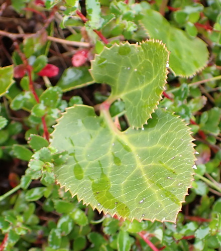 Fire Burnleaf (Knowltonia anemonoides)