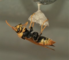 Polistes tepidus