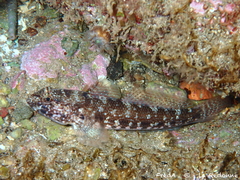 Incognito Goby photo 4