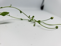 Erigeron cuneifolius