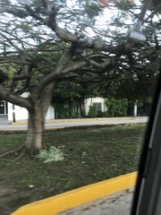 Enterolobium cyclocarpum