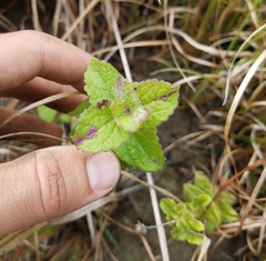 Conoclinium coelestinum