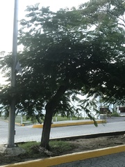 Enterolobium cyclocarpum