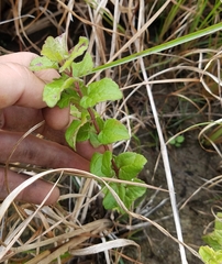 Conoclinium coelestinum