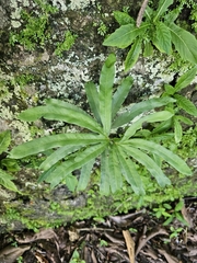 Lygodium circinnatum, photograph (c) Tim, some rights reserved (CC BY)